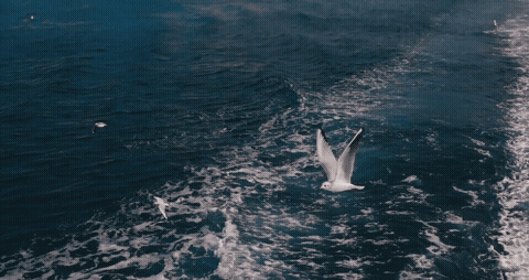 Seagulls flying over the ocean, looping